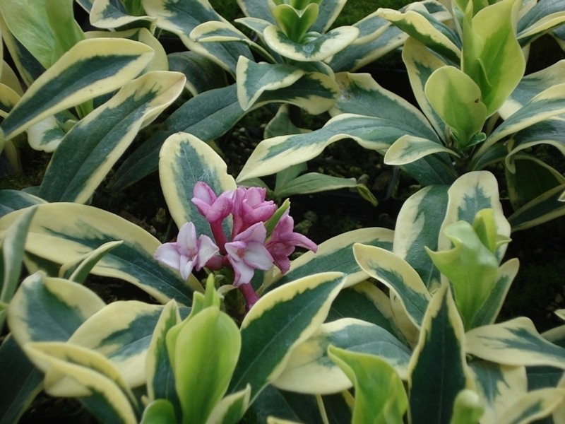 Maejima Variegated Pink Winter Daphne