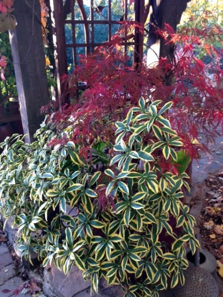 Maejima Variegated Pink Winter Daphne