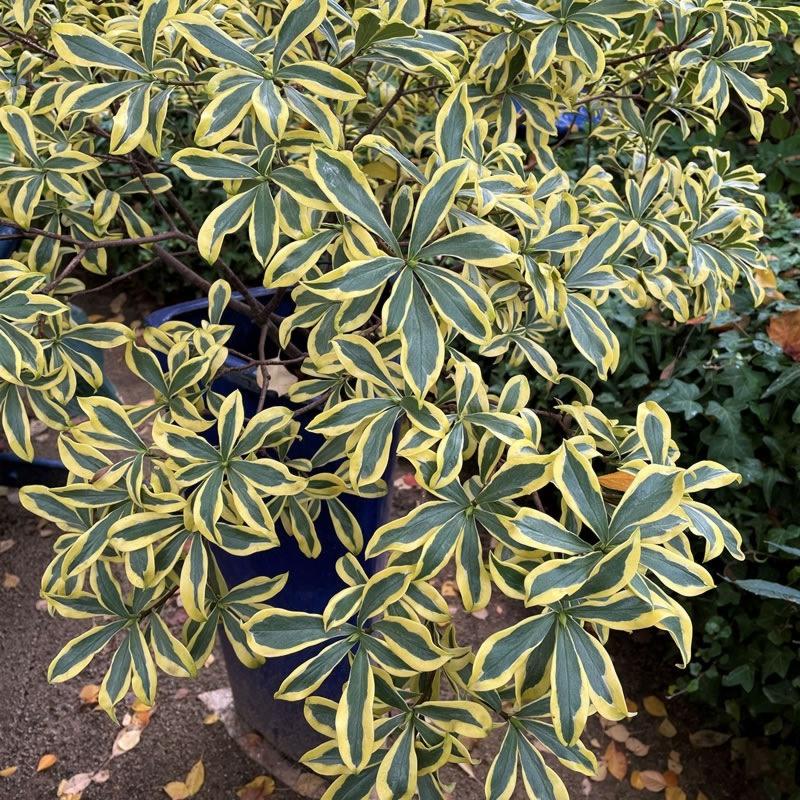 Growing The Maejima Variegated Pink Winter Daphne Daphne Odora