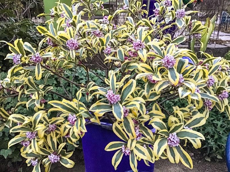 Maejima Variegated Pink Winter Daphne