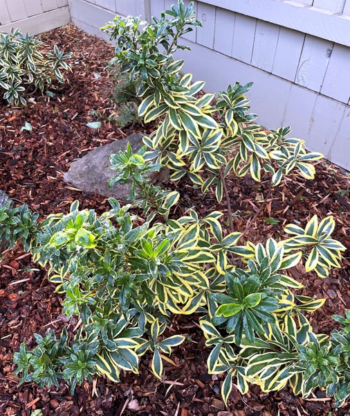 Maejima Variegated Pink Winter Daphne