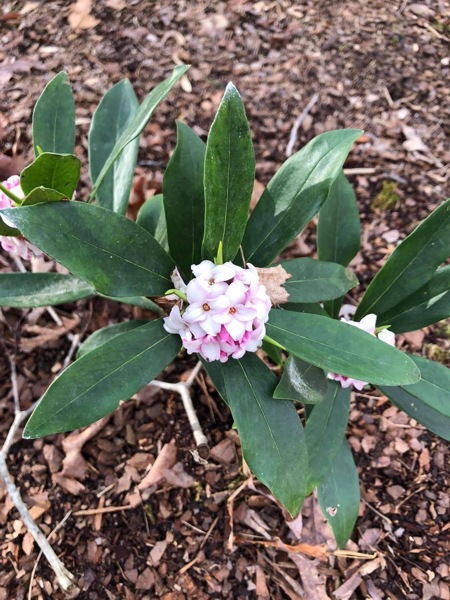 Maejima Variegated Pink Winter Daphne