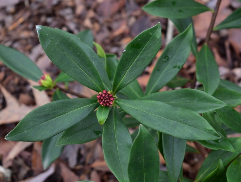 Maejima Variegated Pink Winter Daphne