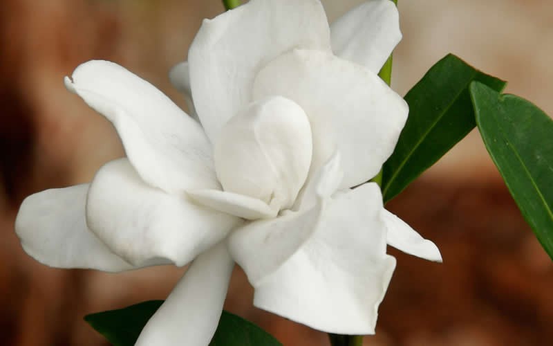 Jubilation Gardenia