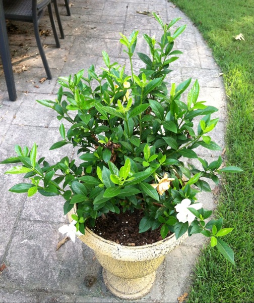 Jubilation Gardenia