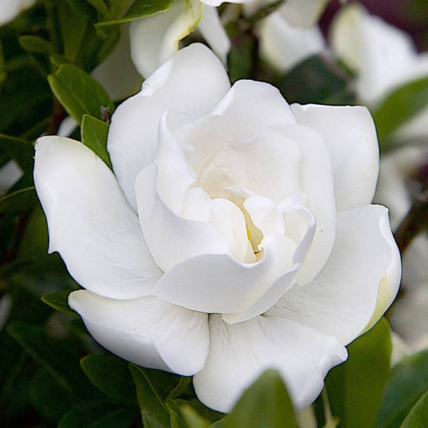 Jubilation Gardenia