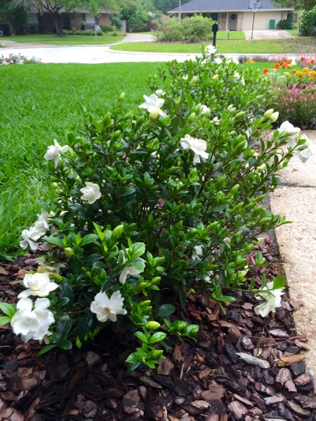 Jubilation Gardenia