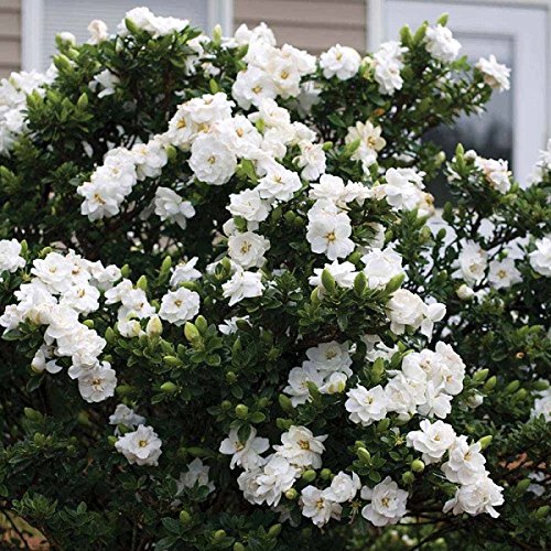 Jubilation Gardenia
