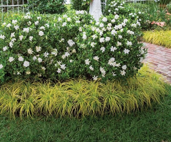 Jubilation Gardenia