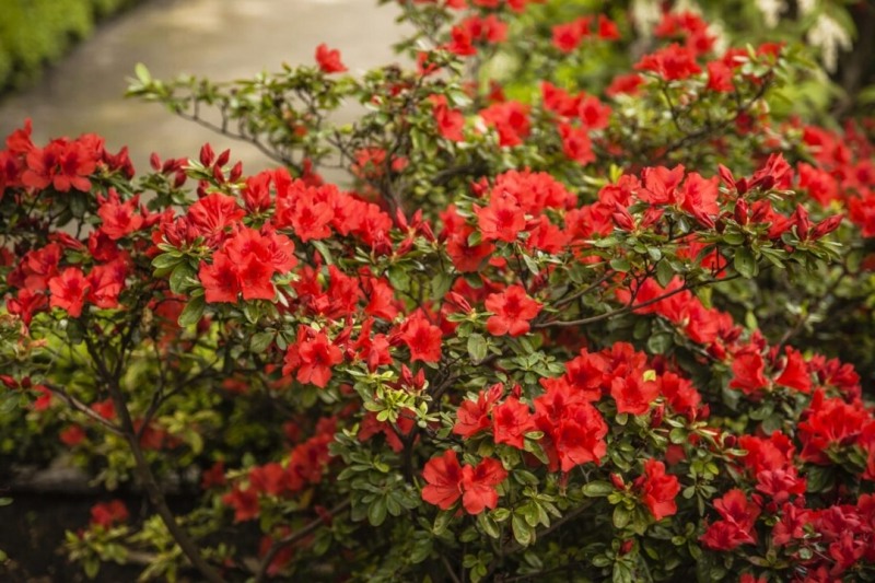 Autumn Bonfire Encore Azalea
