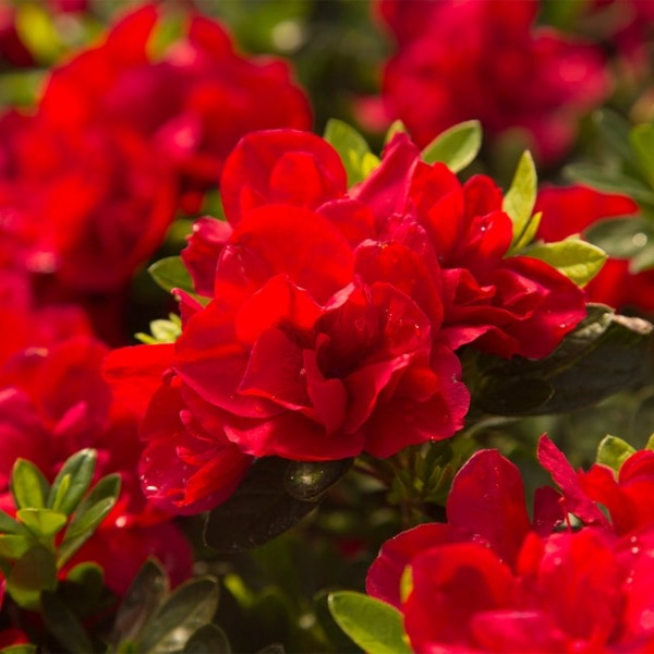 Autumn Bonfire Encore Azalea