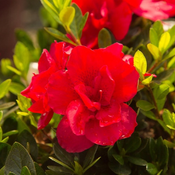 Autumn Bonfire Encore Azalea