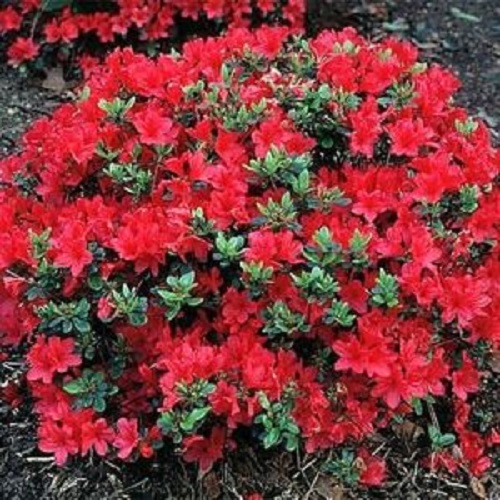 Autumn Bonfire Encore Azalea