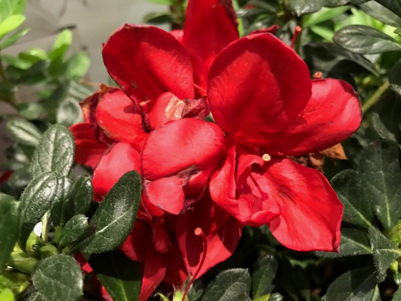 Autumn Bonfire Encore Azalea