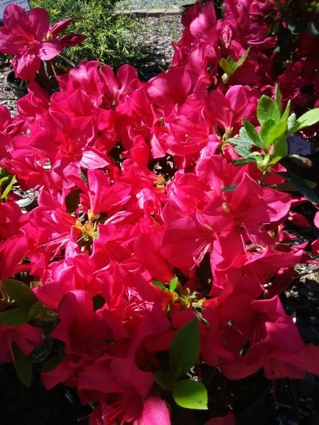 Autumn Bonfire Encore Azalea