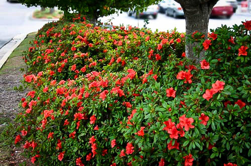 Autumn Bonfire Encore Azalea