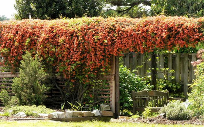 Jekyll Orange crossvine