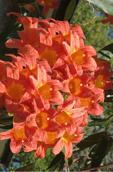 Jekyll Orange crossvine
