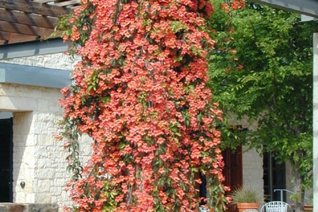 Jekyll Orange crossvine