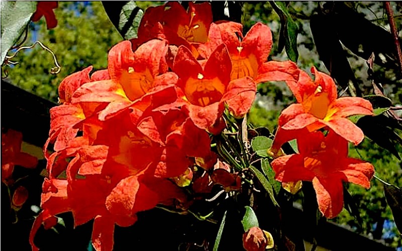 Jekyll Orange crossvine