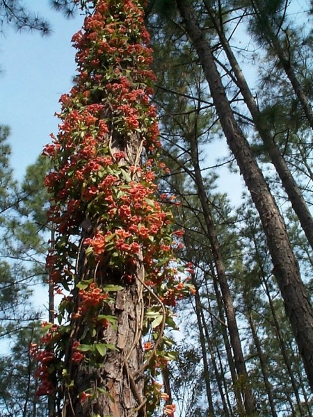 Jekyll Orange crossvine
