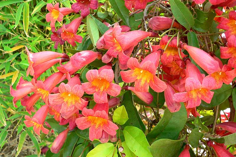 Jekyll Orange crossvine