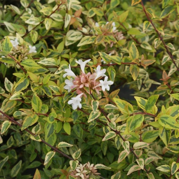 Kaleidoscope Dwarf Abelia