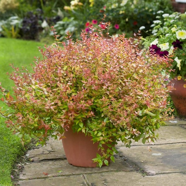 Kaleidoscope Dwarf Abelia