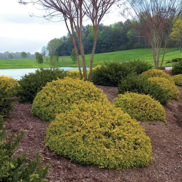 Kaleidoscope Dwarf Abelia