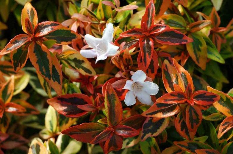 Kaleidoscope Dwarf Abelia