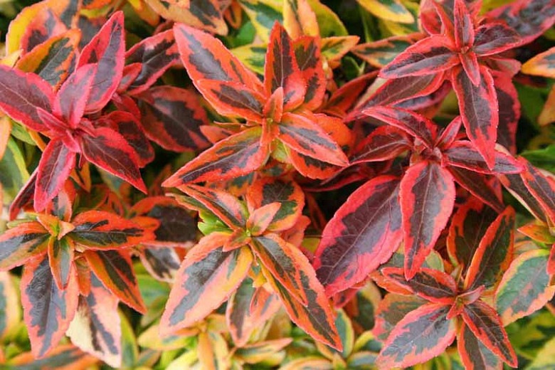 Kaleidoscope Dwarf Abelia