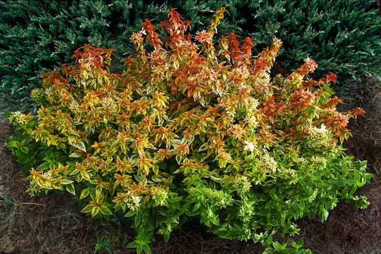 Kaleidoscope Dwarf Abelia