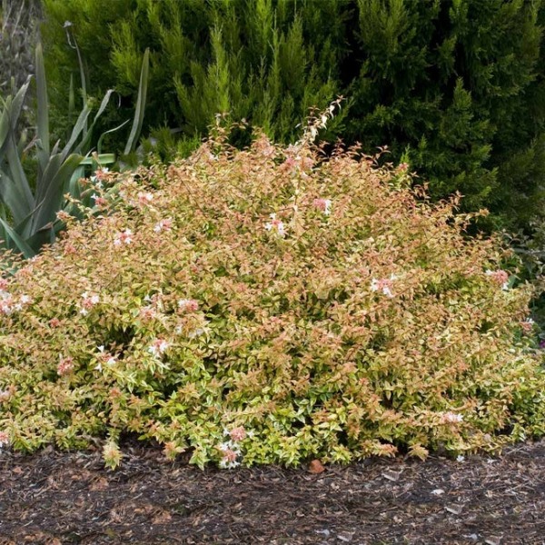 Kaleidoscope Dwarf Abelia