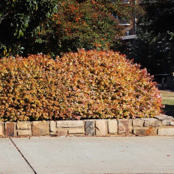Kaleidoscope Dwarf Abelia