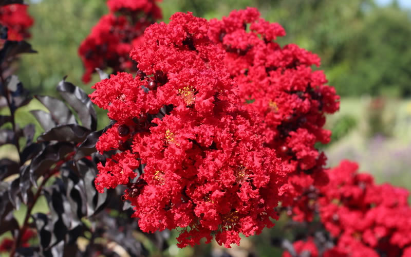 Ebony Flame Crape Myrtle