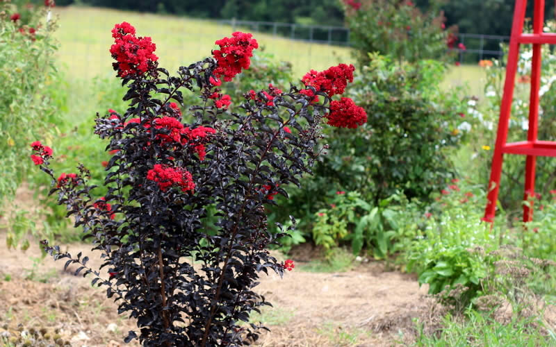 Ebony Flame Crape Myrtle