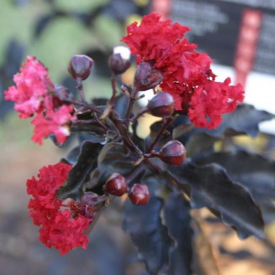 Ebony Flame Crape Myrtle