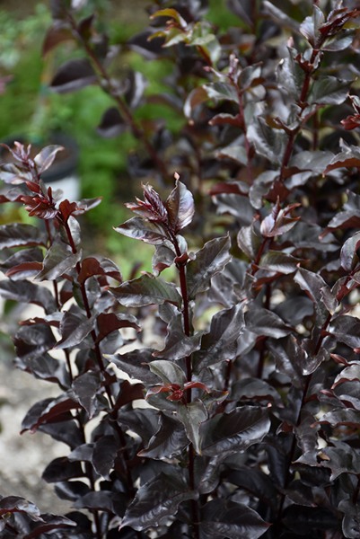 Ebony Flame Crape Myrtle