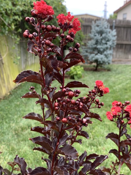 Ebony Flame Crape Myrtle