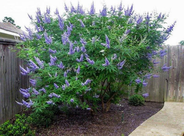 Delta Blues Chaste Tree