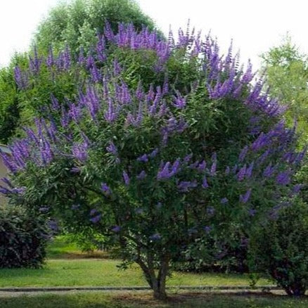 Delta Blues Chaste Tree