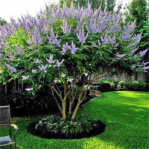 Delta Blues Chaste Tree