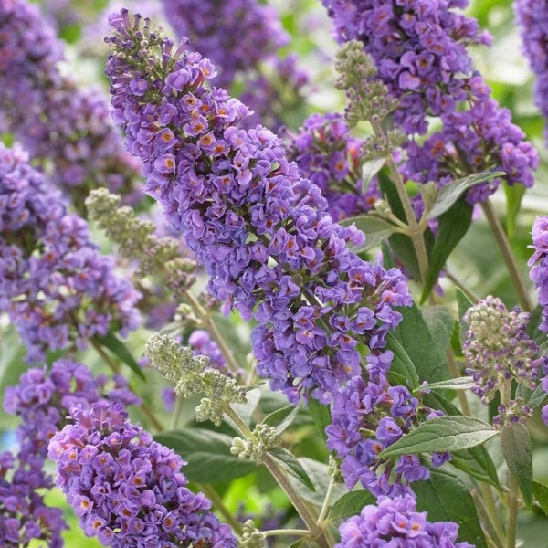 Buddleia Flutterby Petite Blue Heaven Dwarf Butterfly Bush