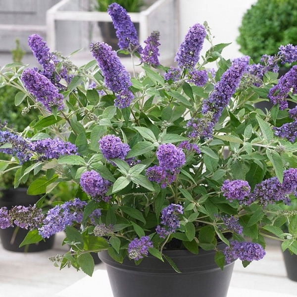 Buddleia Flutterby Petite Blue Heaven Dwarf Butterfly Bush