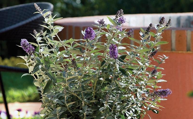 Buddleia Flutterby Petite Blue Heaven Dwarf Butterfly Bush