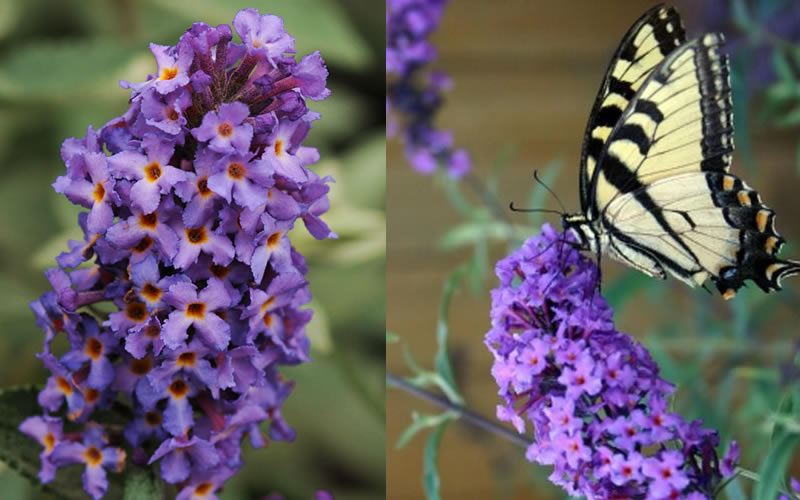 Buddleia Flutterby Petite Blue Heaven Dwarf Butterfly Bush