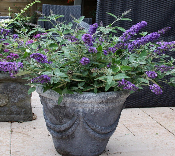 Buddleia Flutterby Petite Blue Heaven Dwarf Butterfly Bush