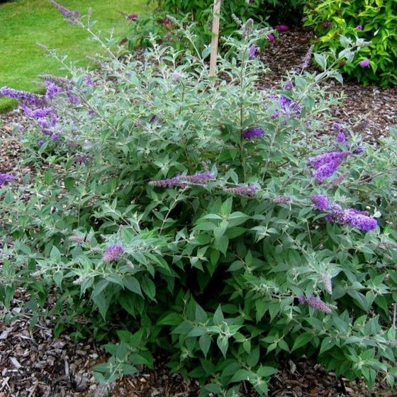 Buddleia Flutterby Petite Blue Heaven Dwarf Butterfly Bush