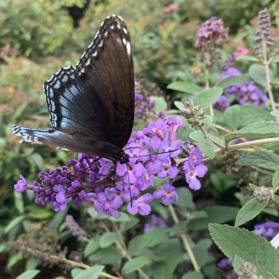 Buddleia Flutterby Petite Blue Heaven Dwarf Butterfly Bush