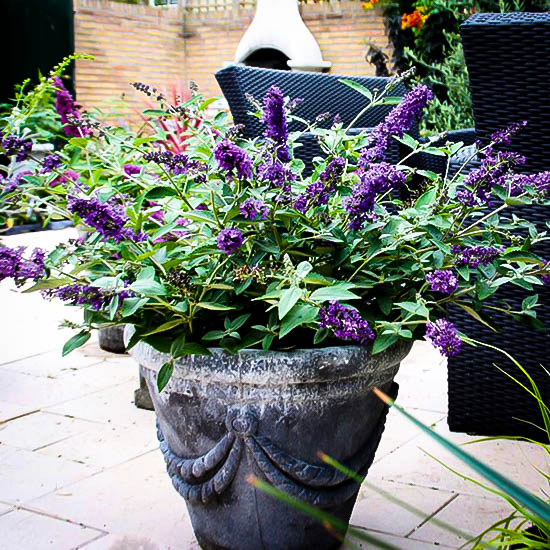 Buddleia Flutterby Petite Blue Heaven Dwarf Butterfly Bush